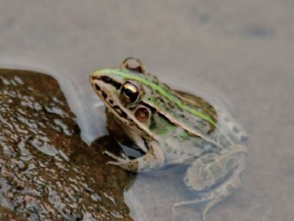 トノサマガエルの写真