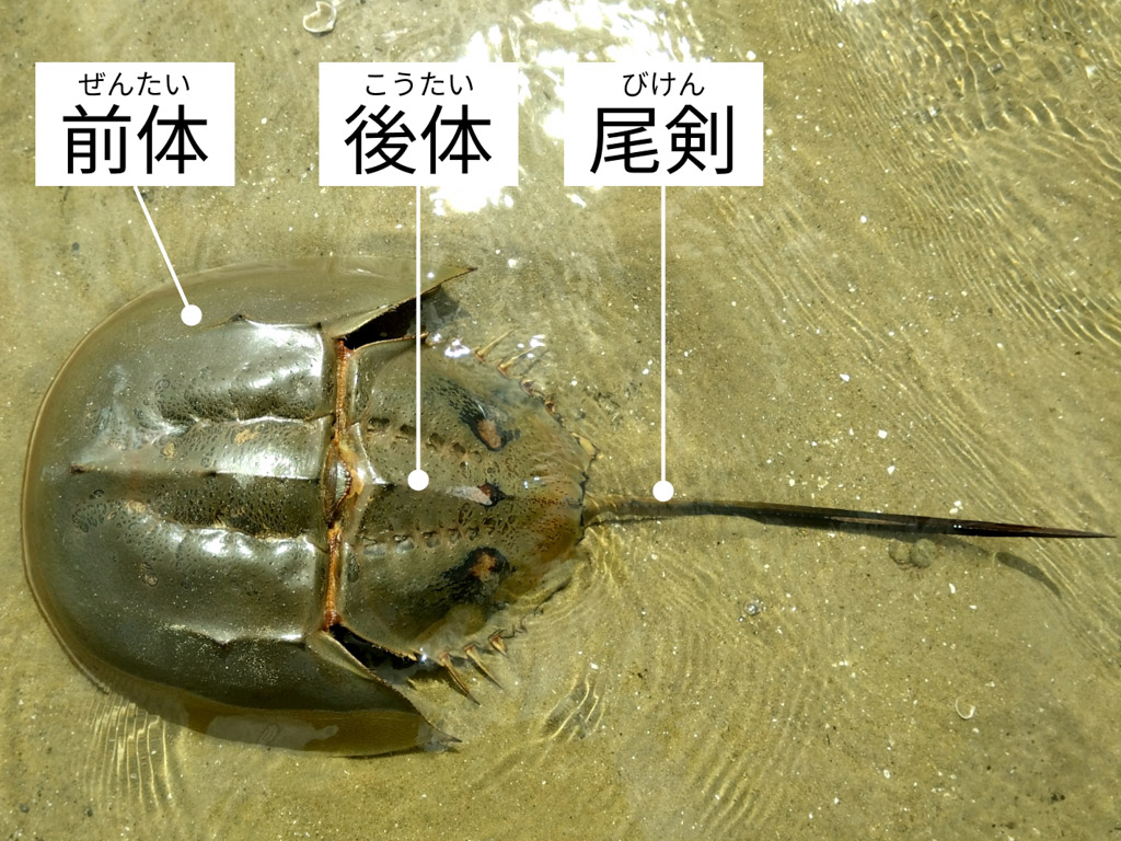 カブトガニの部位