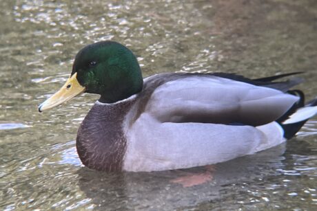 マガモ 投稿数10件