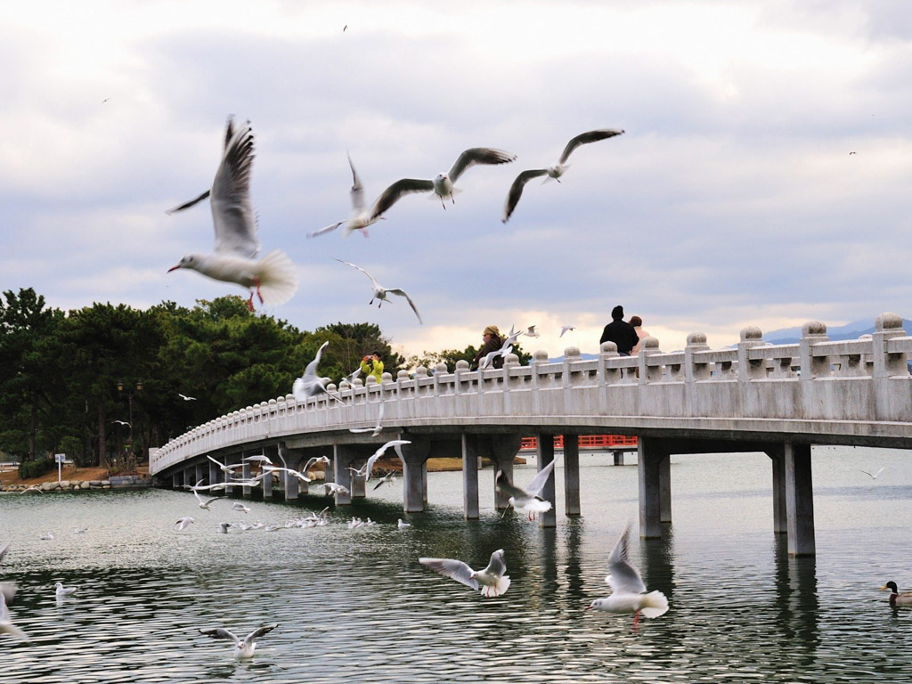 大濠公園野鳥観察