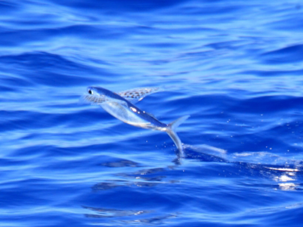 海面から飛び出すトビウオの仲間