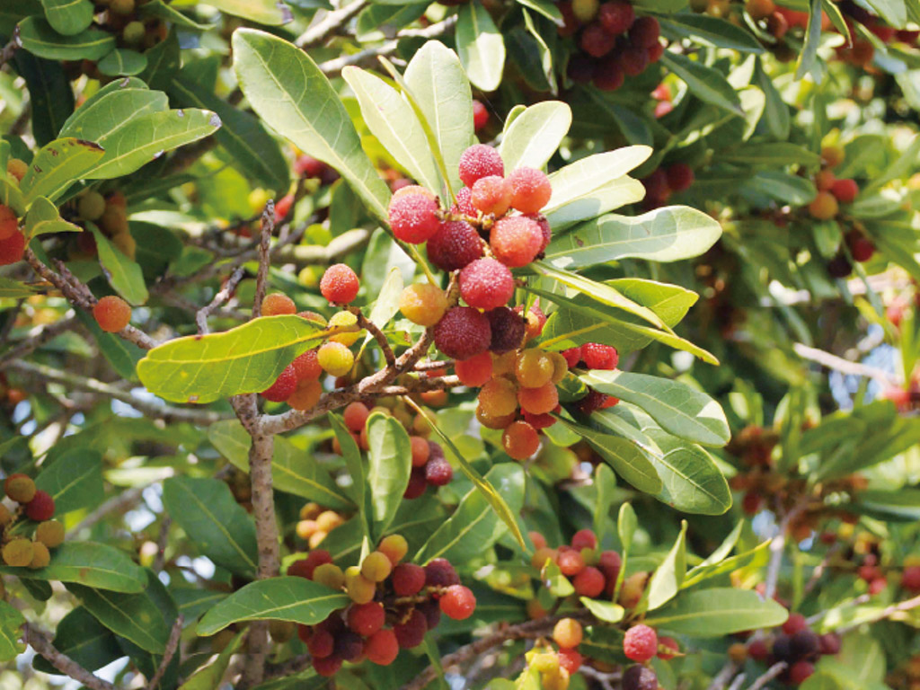 ヤマモモの写真