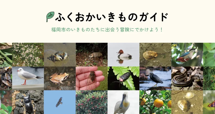 ふくおかいきものガイド、福岡市の生物多様性を学ぶページへ