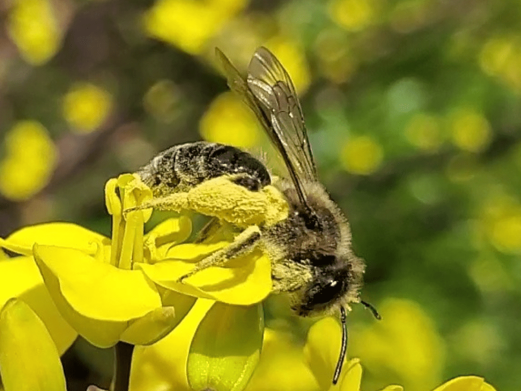 花粉まみれのミツバチ