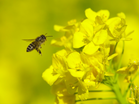 実りを支える花粉媒介者　ニホンミツバチ