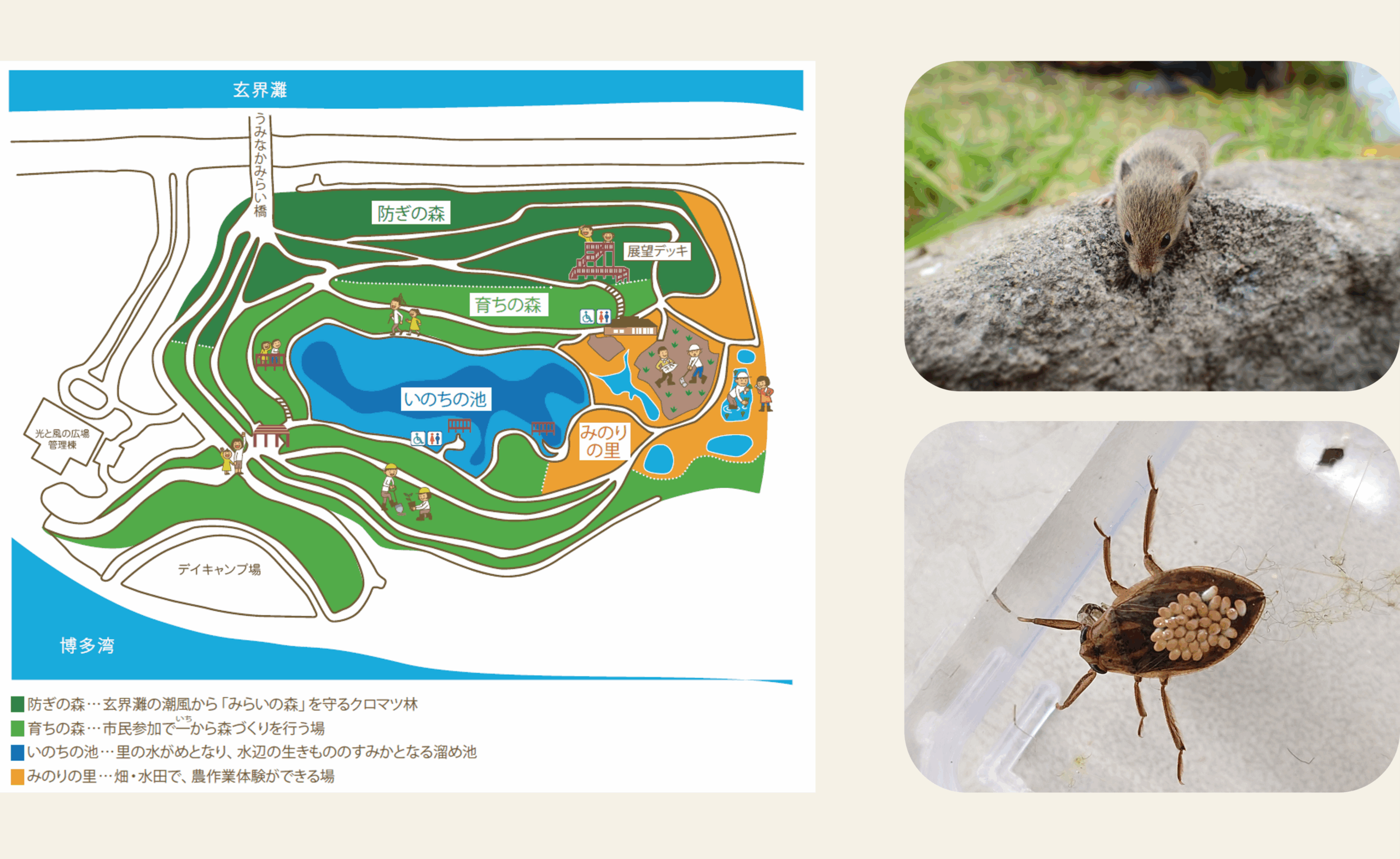 環境共生の森の地図とみられる生き物(カヤネズミ、コオイムシ)