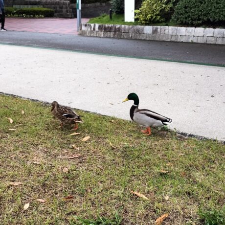 マガモ@かつせさん　累計13いいね