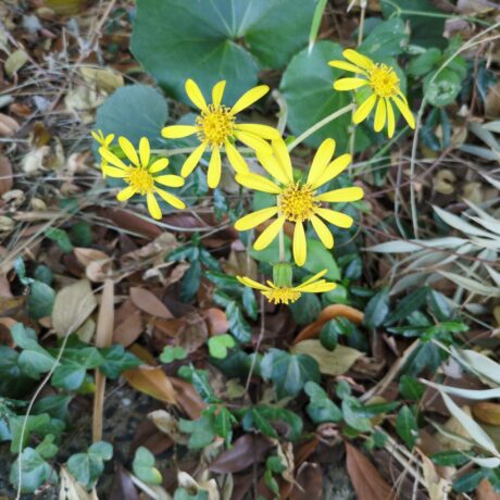 ツワブキ@ふくおかまほろば　累計37