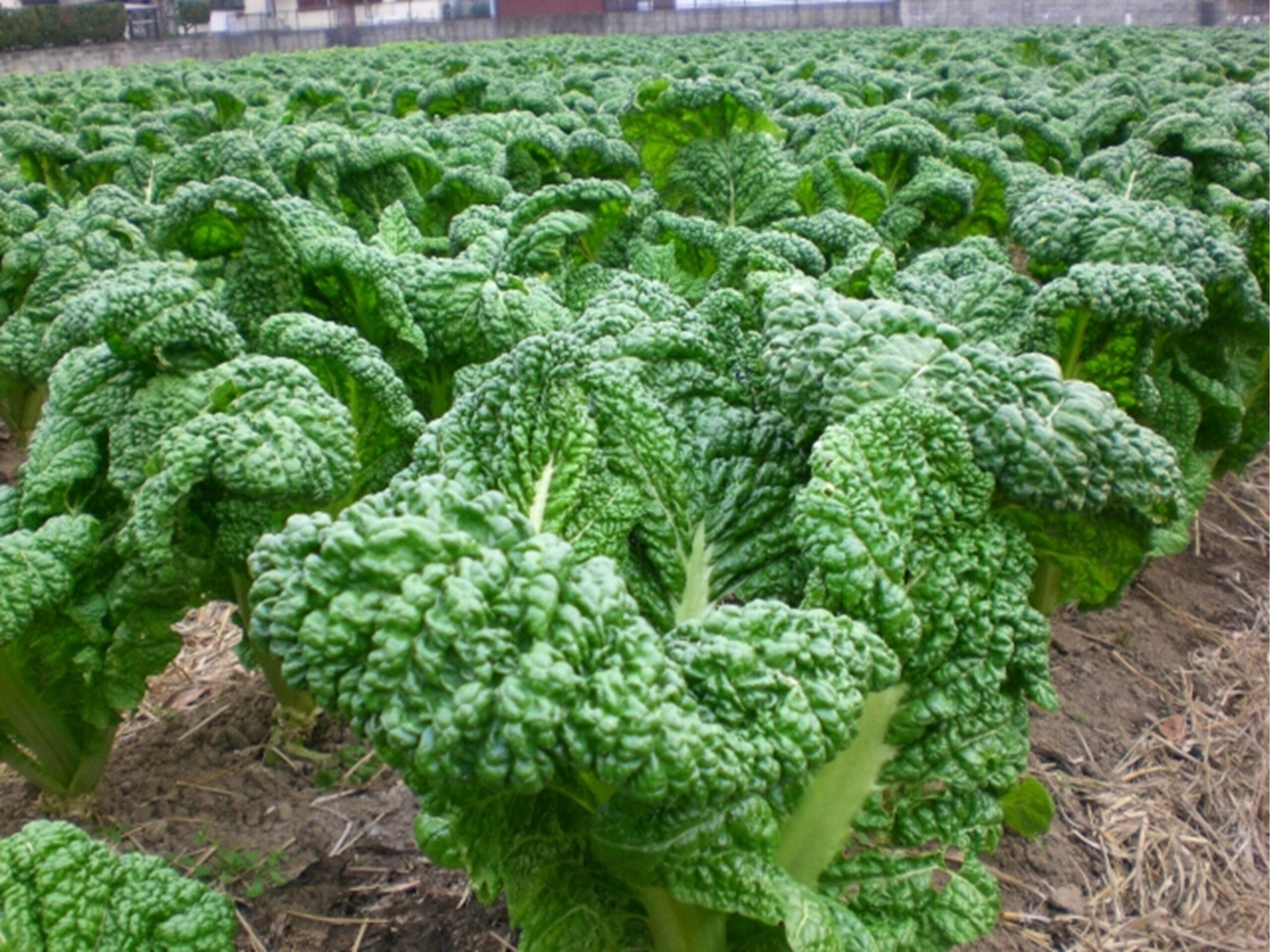 福岡で栽培されているかつお菜