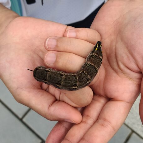 セスジスズメ@天まる　累計11いいね