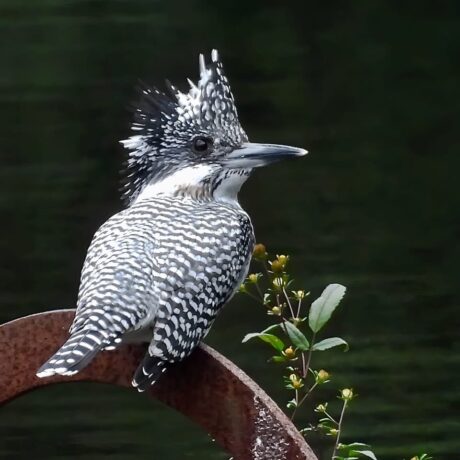 ヤマセミ@sinnpaku　累計51