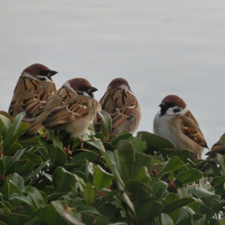 スズメ@チーちゃんサキちゃん　累計48