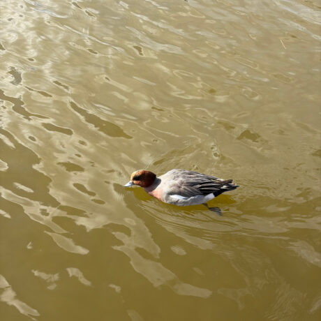 ヒドリガモ@rama wicaksono　累計46