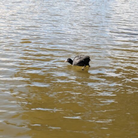 オオバン@オア・メアリー　累計68