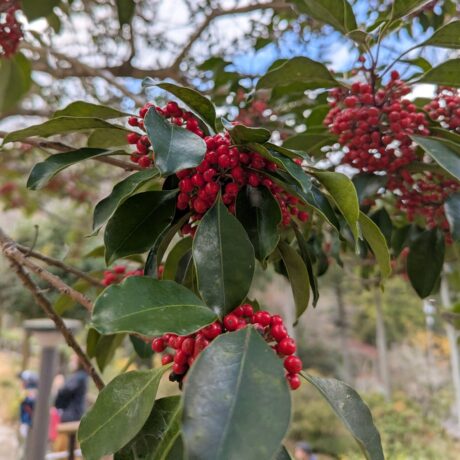 クロガネモチ@ftnk 累計74件