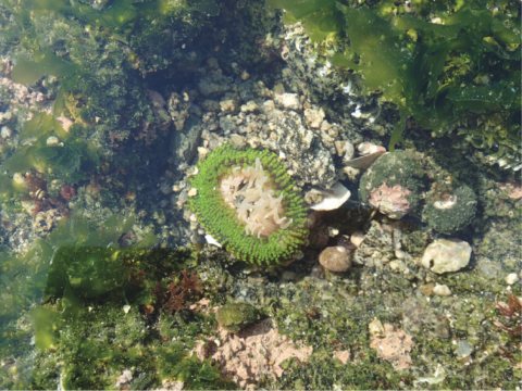 ミドリイソギンチャク