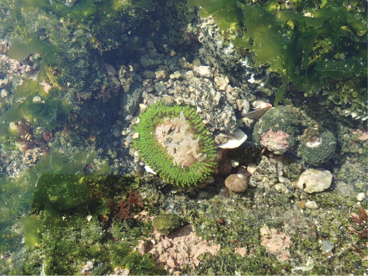 ミドリイソギンチャク