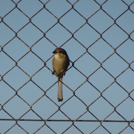 モズ@たちばなゆかり　累計22いいね