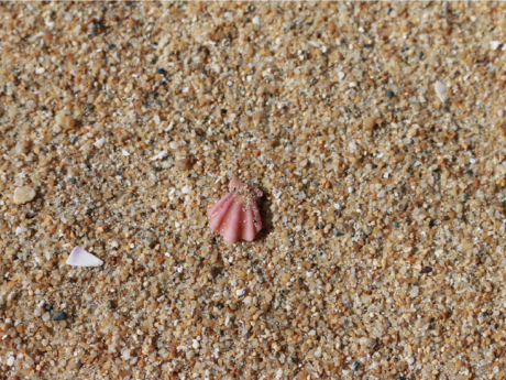 キンチャクガイ