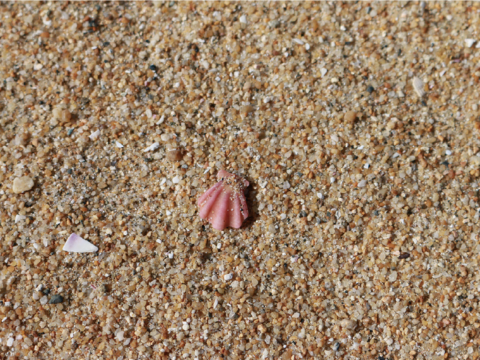 キンチャクガイ