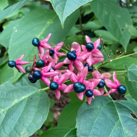 クサギ@かめき　累計9いいね