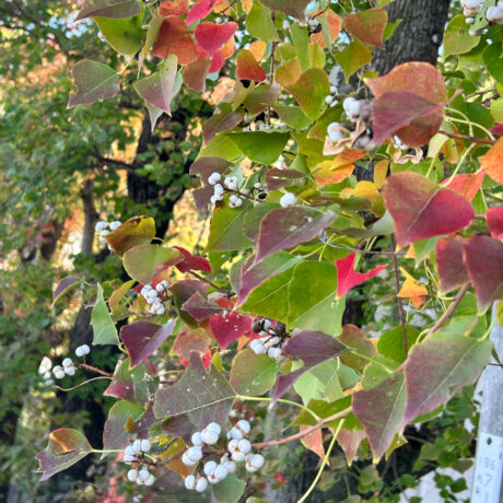 ナンキンハゼ@スイトピア　累計37