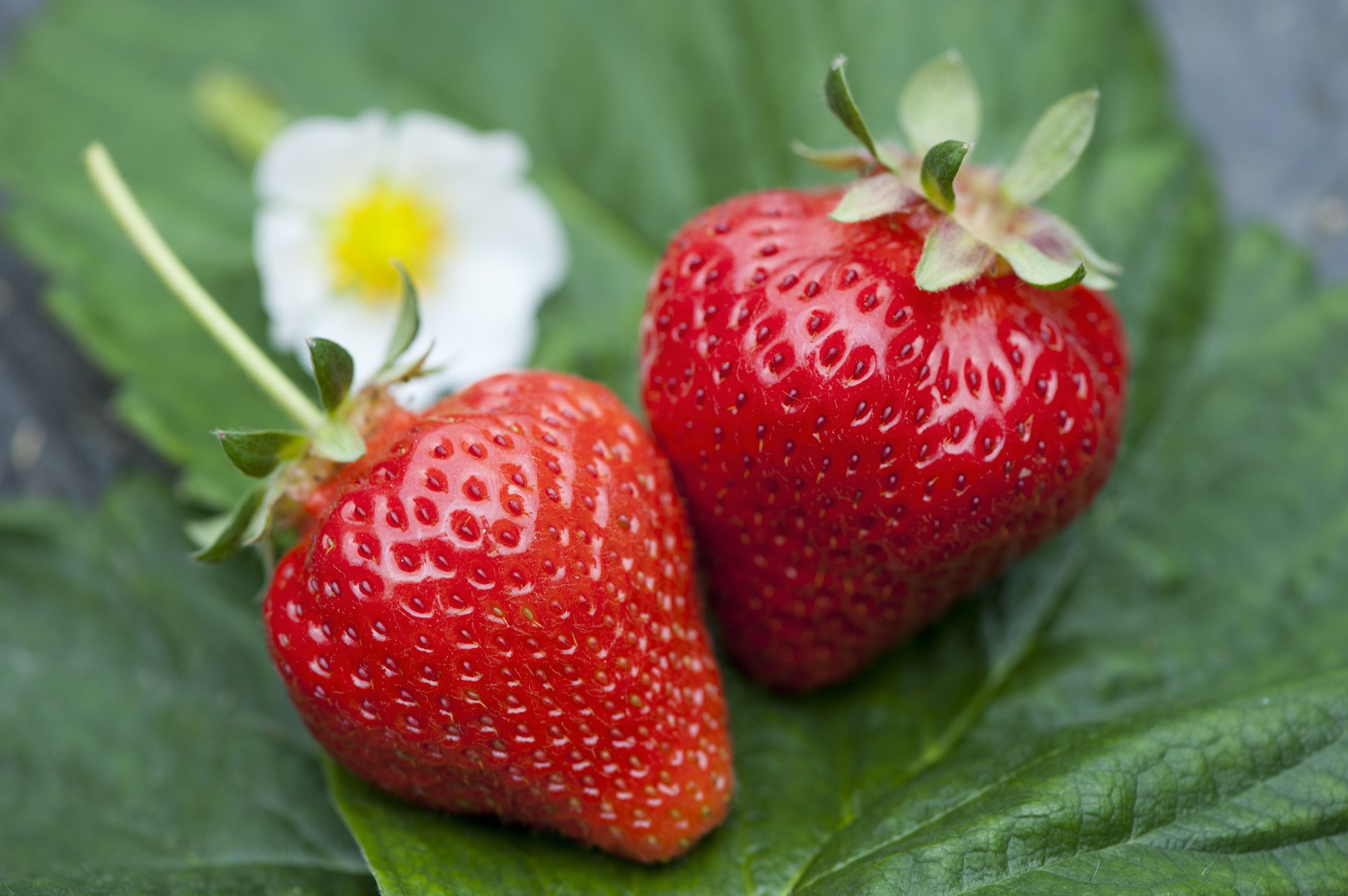 福岡が世界に誇るブランドいちご「あまおう」