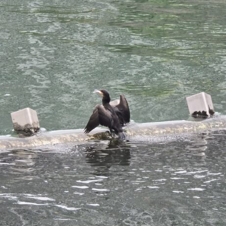 カワウ@ushi.hiromi　累計43件