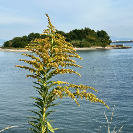 セイタカアワダチソウ@スイトピア　累計58