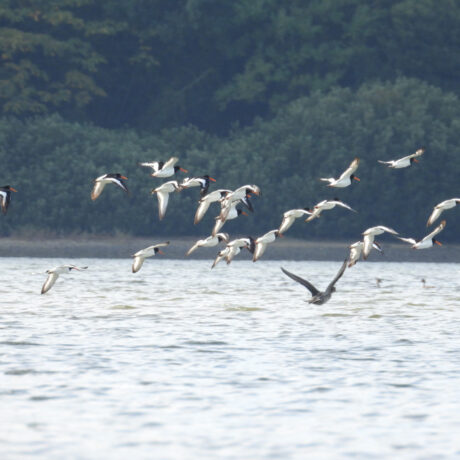 ミヤコドリ@birder-birder 累計16いいね