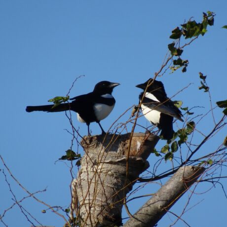 カササギ@たちばなゆかり　累計32いいね