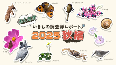 福岡市_2025調査結果アイキャッチ_A