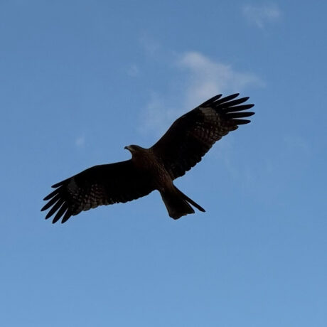 トビ@三宅基裕　累計69件