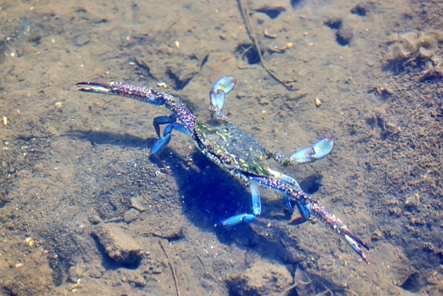 ワタリガニ科の写真