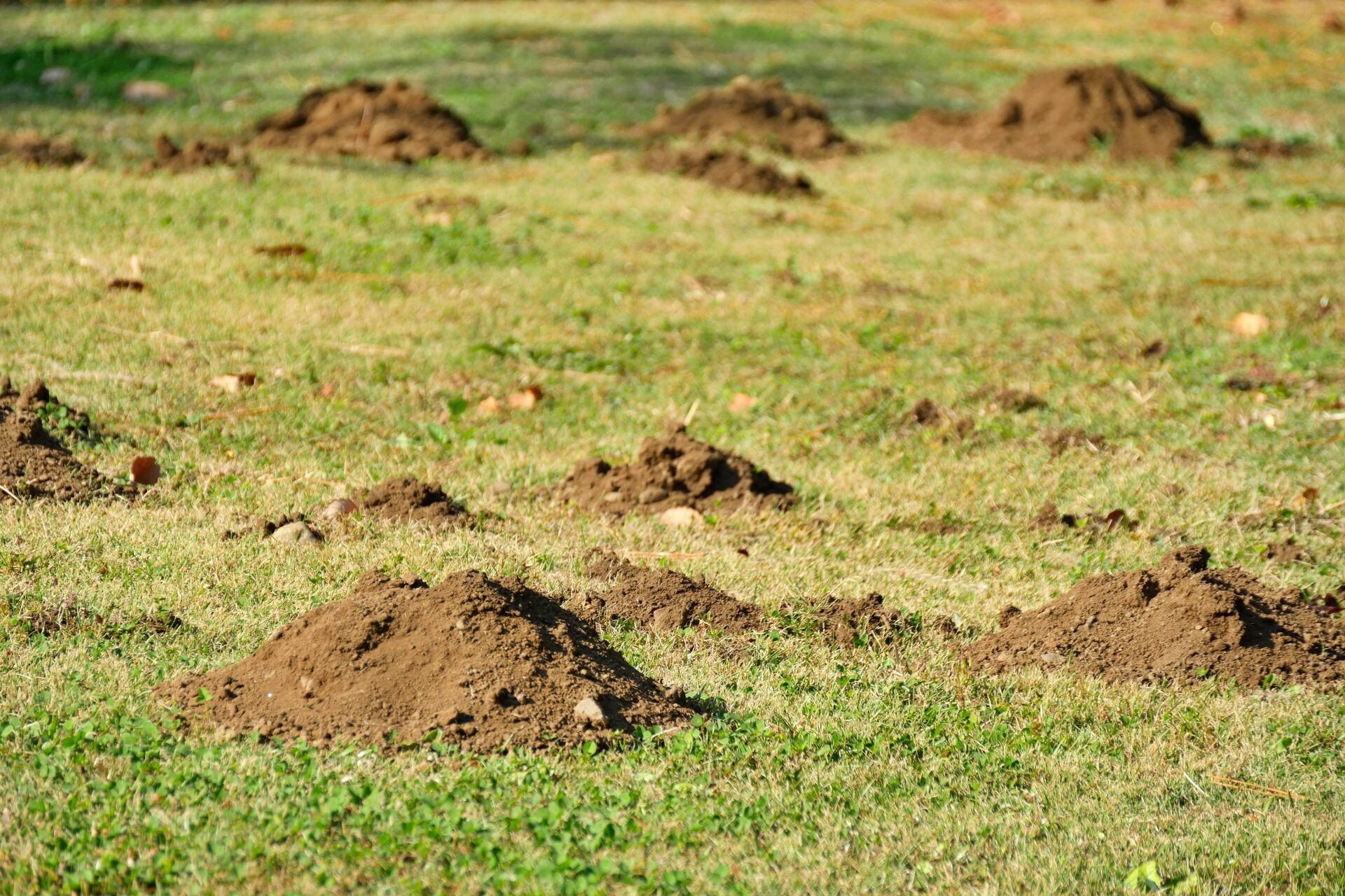 モグラ塚の写真