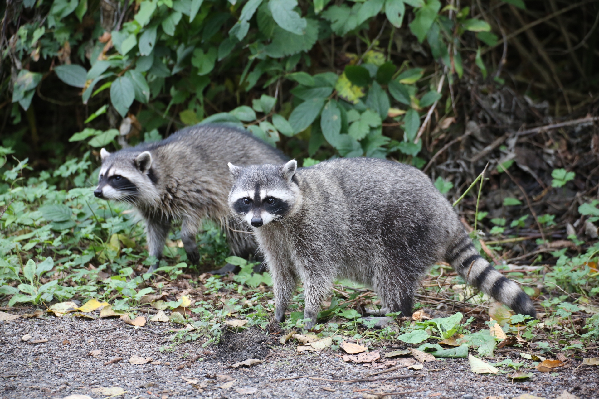 アライグマの写真