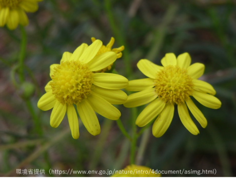 ナルトサワギクの写真