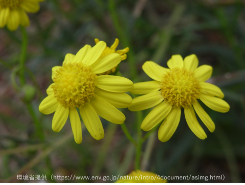 ナルトサワギク