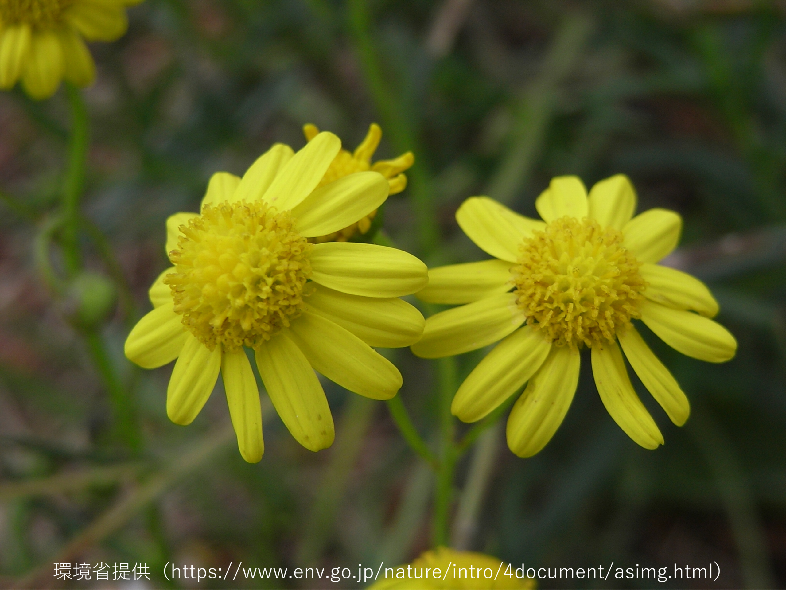 ナルトサワギクの写真
