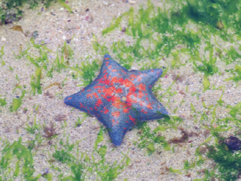 イトマキヒトデの写真