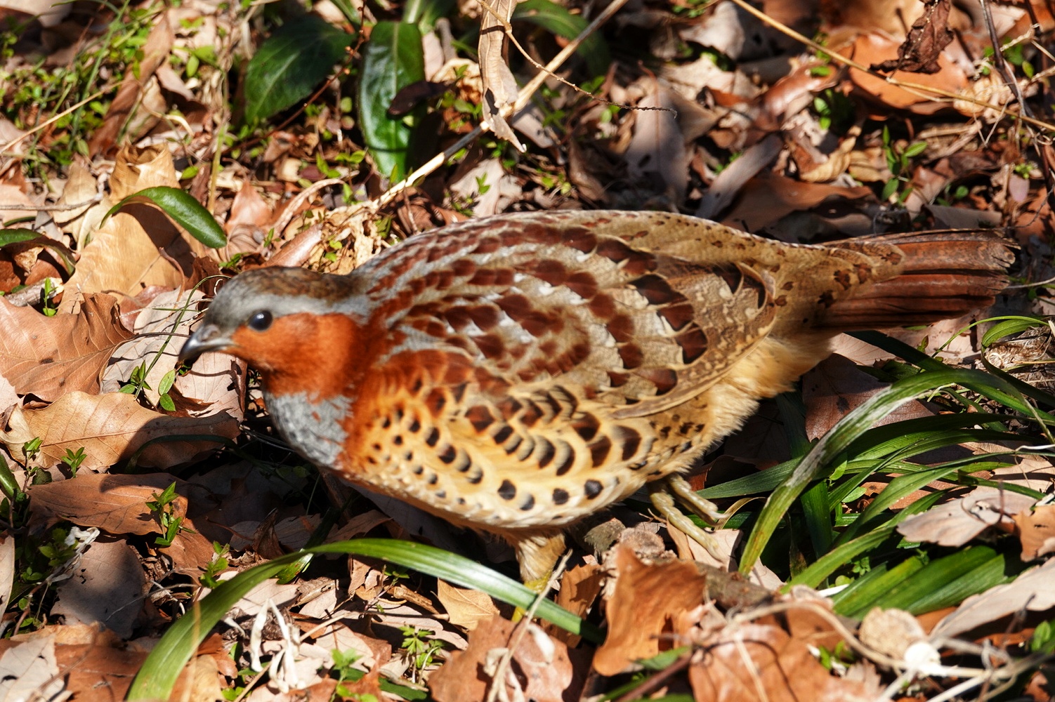 コジュケイの写真