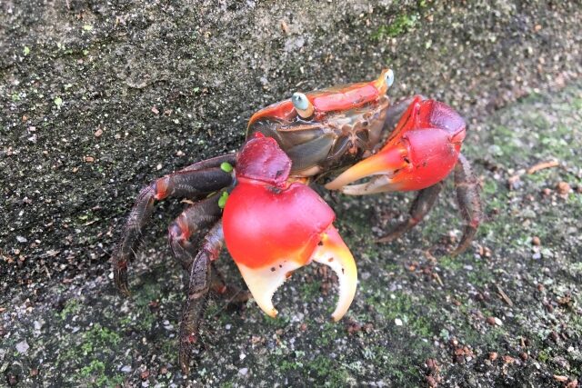 アカテガニの写真