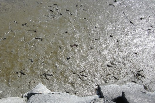 干潟の痕跡の写真