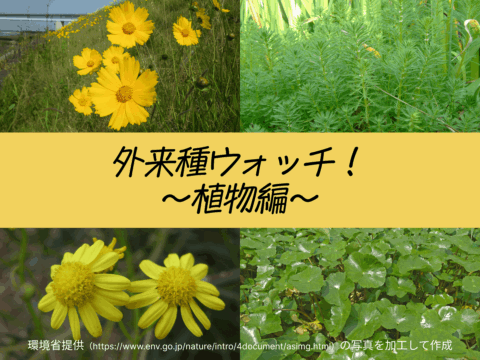 外来種ウォッチ!!～植物編～
