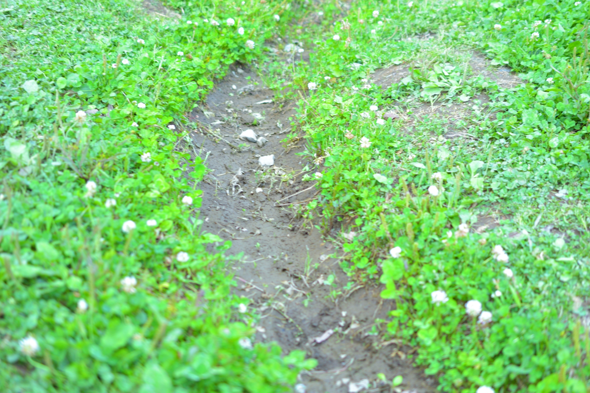 けもの道の写真