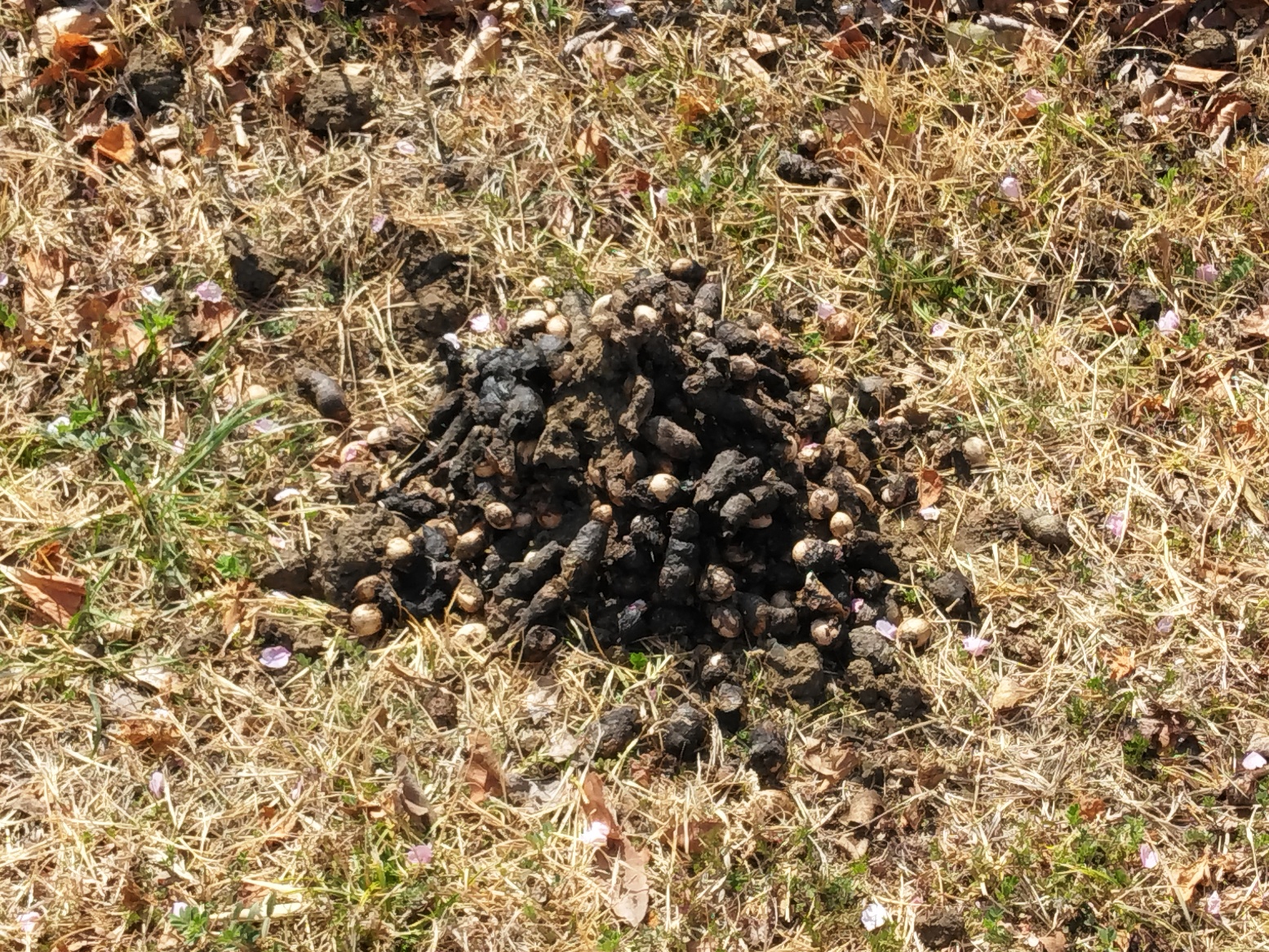 タヌキの溜め糞の写真