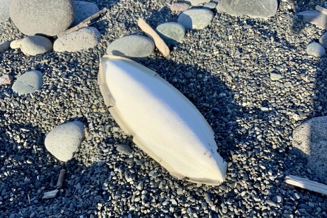 イカの甲の写真