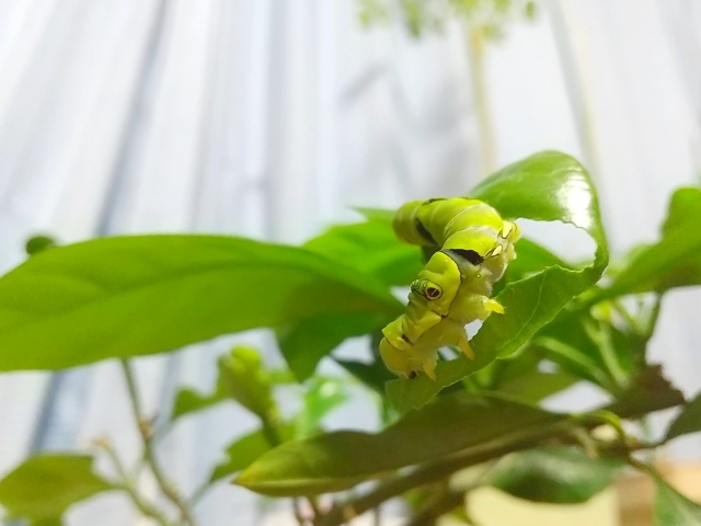 アゲハチョウの仲間の幼虫