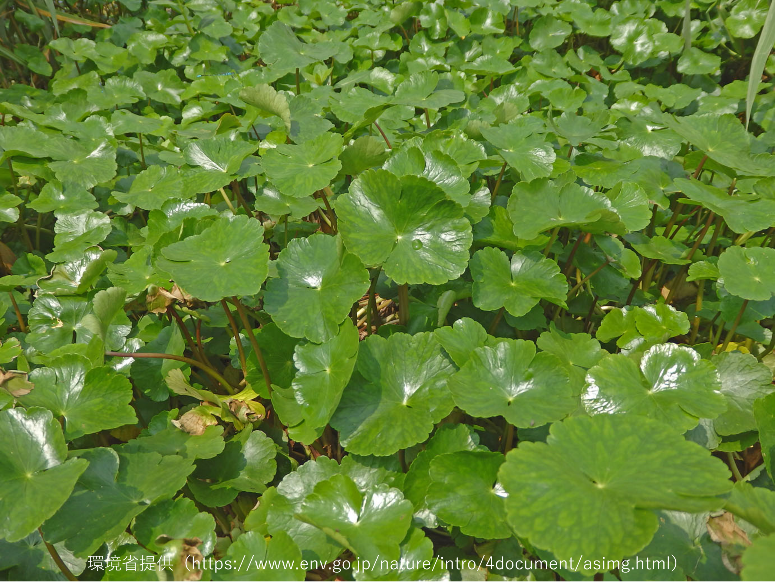 ブラジルチドメグサの写真
