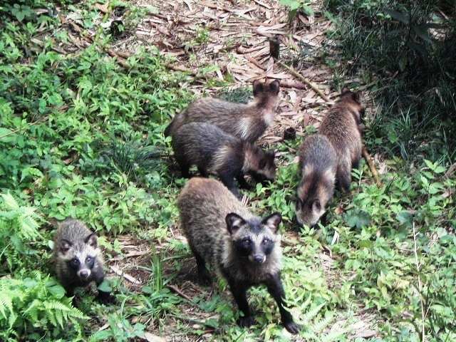 タヌキの親子